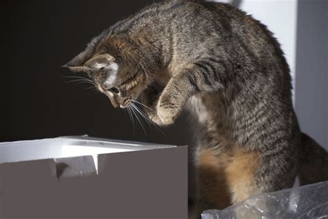 699 Cat Jumping Out Box Royalty-Free Photos and Stock Images | Shutterstock