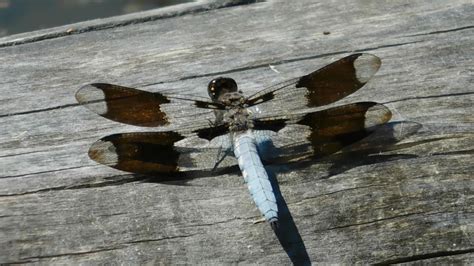 Common Whitetail Dragonflies - YouTube