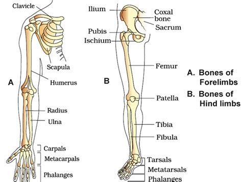 Bones And Muscles / The Skeletal System Class 5 -Notes - CBSE Class ...