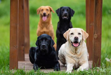 Labrador Retriever Colors: The Standard & Rare Lab Coat Colors - K9 Web