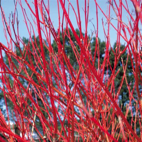 Cardinal Red Twig Dogwood | Plant Addicts