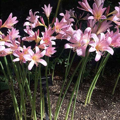 Lycoris squamigera - Surprise Lily 1 Bulb - Sugar Creek Gardens