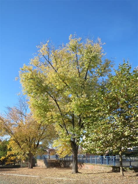 Silver Maple: Nuisance Tree or Landscaper's Dream? - Dengarden