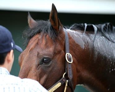 Haikal - Horse Profile - BloodHorse