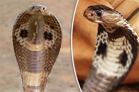 Brit fighting for life after snake bite from DEADLY COBRA in ENGLAND | Daily Star