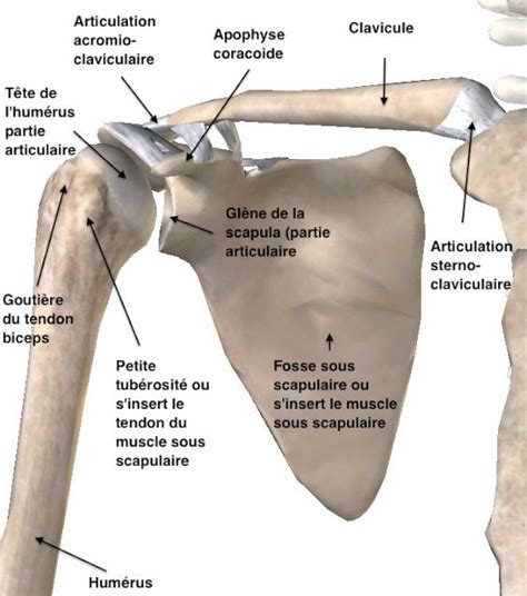 Anatomie de l'épaule : comment fonctionne l'épaule ? par l'Unité de chirurgie de l'épaule de la ...