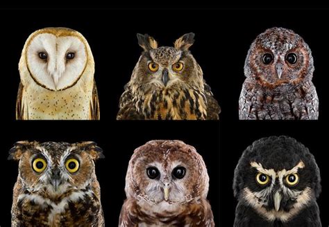 Who's Who | Owl pictures, Owl species, Featherless owl