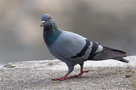 Rock Dove | Disney Animals Wiki | Fandom