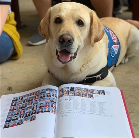 Marjory Stoneman Douglas High School's Florida therapy dogs get their ...