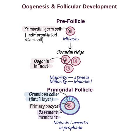 Oogenesis Meiosis