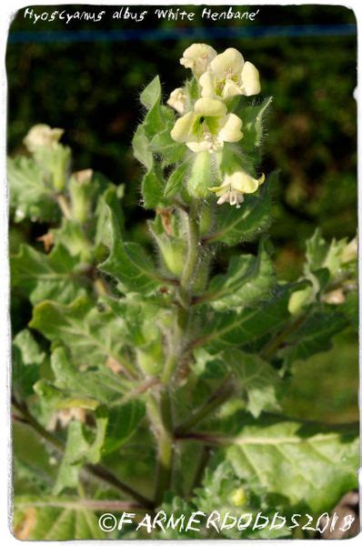 Hyoscyamus albus 'White Henbane' [Ex. Athens, Greece] 100+ SEEDS ...