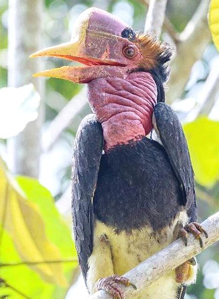 ‘Helmeted hornbill now critically-endangered’