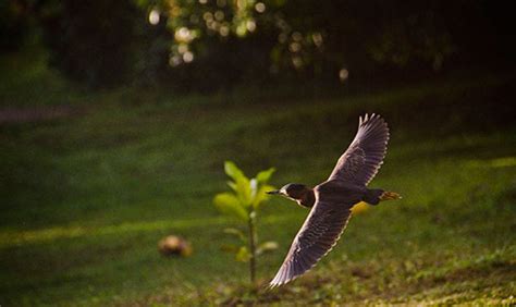 Dominica Wildlife - animals in Dominica: birds, mammals, amphibian, reptiles. Plant life too ...