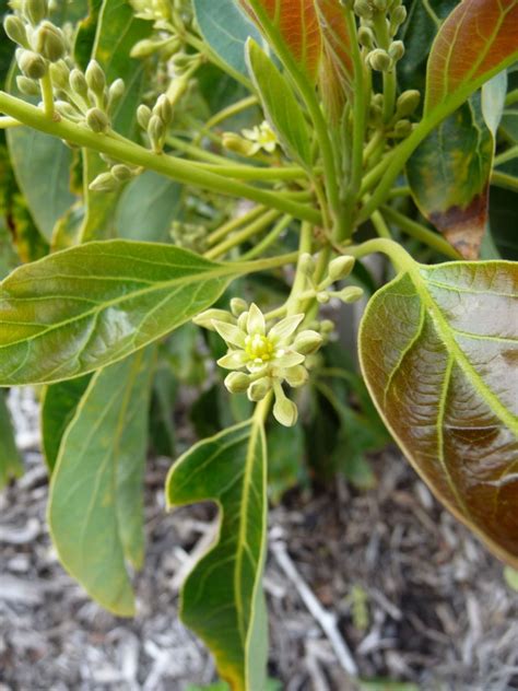 End of March...Finding Flowers in the Avocado Grove - Mimi Avocado