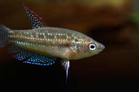 Sparkling Gourami (Pygmy Gourami): Info with Care Details and Pictures