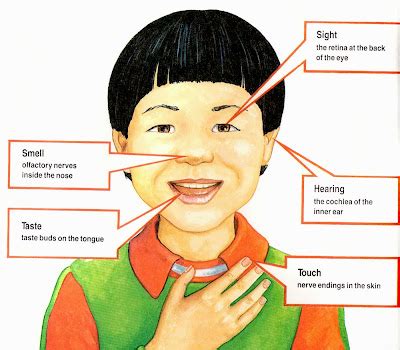 SENSING: Pictures Of Sense Organs For Kids