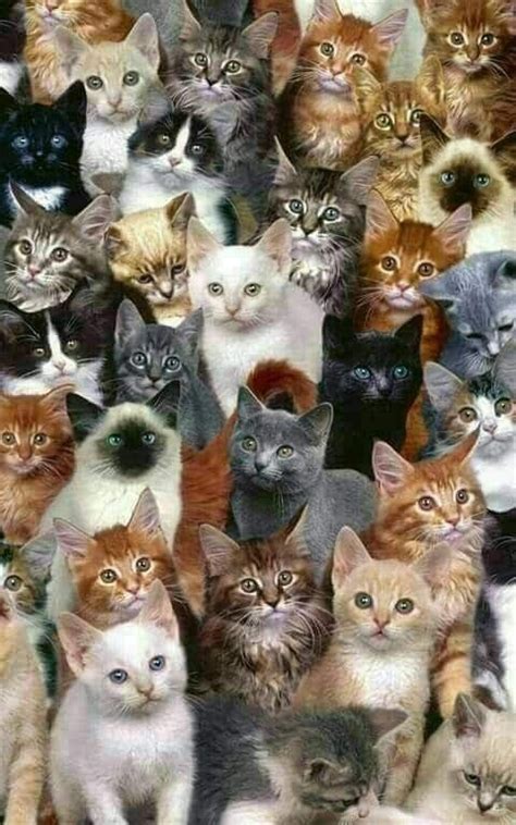 A Clowder of Cats... | Cat wallpaper, Cat care, Cat collage