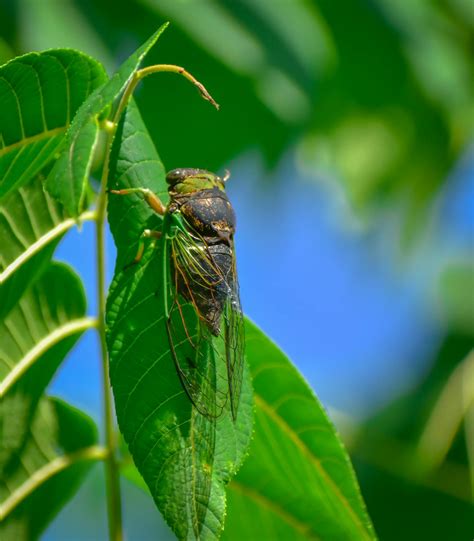 Cicada on green stem in natural habitat · Free Stock Photo