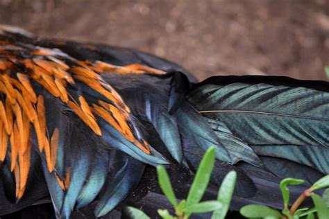 COLORFUL ROOSTER FEATHERS. CHICKENS RUN FREELY AROUND THE … | Flickr