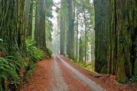 Jedediah Smith Redwoods State Park, Crescent City, CA - California Beaches