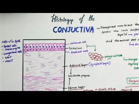 Histology Of Conjunctiva - YouTube