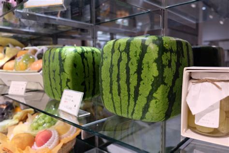 Japan's $200 Square Watermelons That Only Look Good Enough to Eat