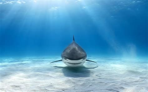 Awesome Shark Wallpaper - WallpaperSafari