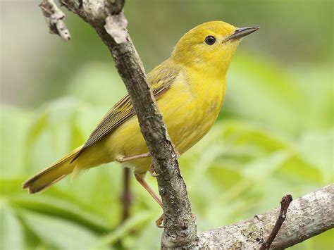 Yellow Warbler Male And Female