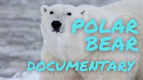 Polar Bear Wildlife Documentary - YouTube