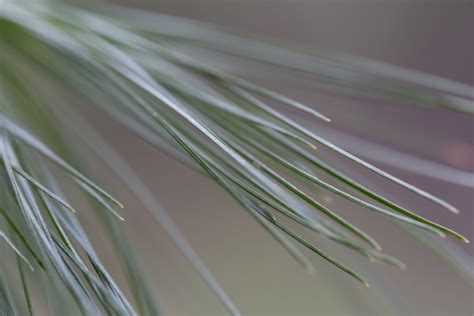 Forest Tree Pine Needles Royalty Free Photo