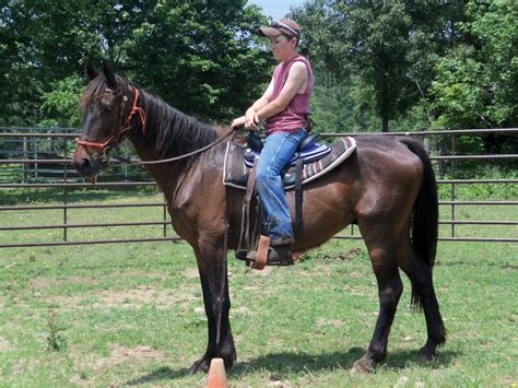 Available for Adoption - Mustang Alley Horse Rescue, Inc 423-552-5988