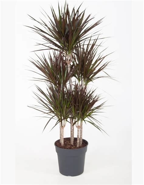 Dracaena Marginata Flower | Best Flower Site