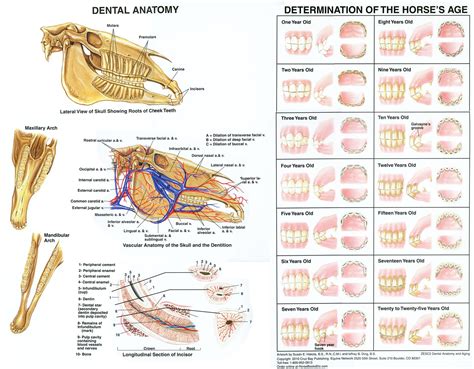 Dental Anatomy & Aging Chart-www.hoofprints.com