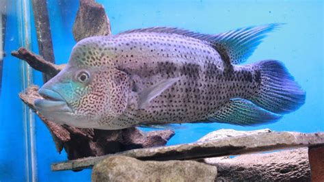 Wolf Cichlid Update Video - Parachromis Dovii - YouTube