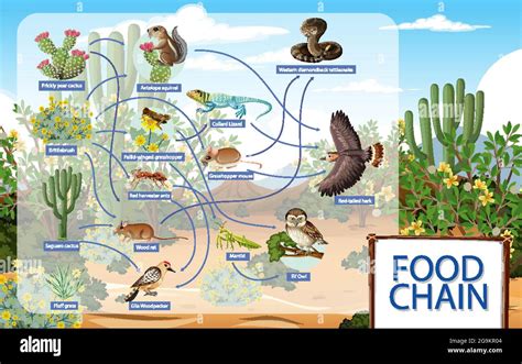 Diagram showing desert animals food chain illustration Stock Vector Image & Art - Alamy