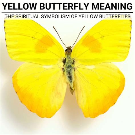 Yellow Butterfly Meaning - The Spiritual Symbolism of Yellow Butterflies