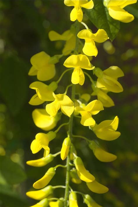 Golden Chain Tree In Flower Stock Image - Image of detail, yellow: 28554321