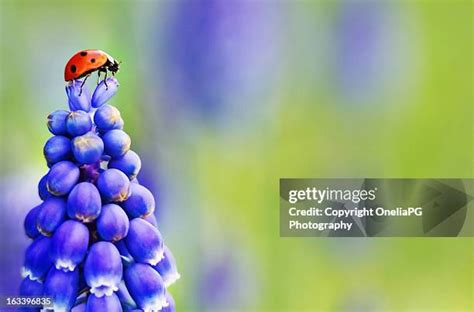 1,461 Ladybirds Uk Stock Photos, High-Res Pictures, and Images - Getty ...