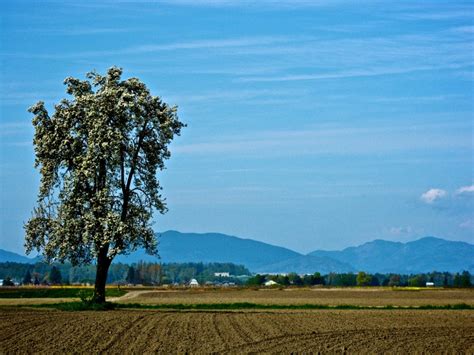 Skagit Valley | Skagit valley, Natural landmarks, Landscape