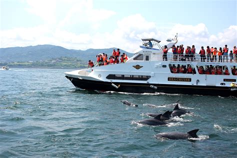 [Kumamoto] Amakusa Dolphin Viewing Sea Cruise Ticket | Kumamoto - LIVE JAPAN