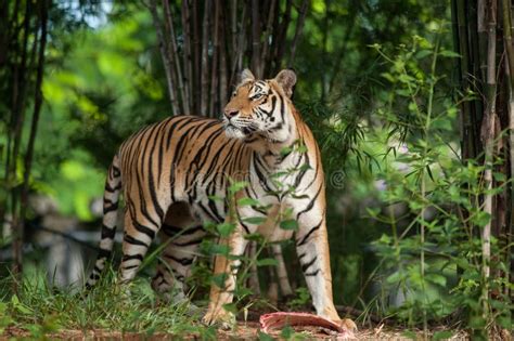 White Bengal Tiger Eating Meat Stock Photo - Image of felidae ...