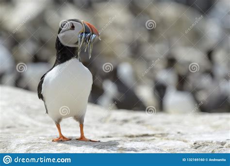 Atlantic Puffin Portrait with Caught Fish. Stock Photo - Image of british, britain: 132169160