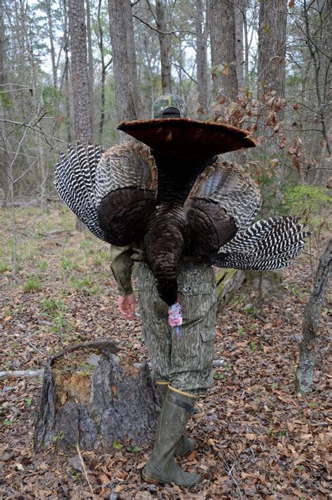 Turkey Hunting For Beginners | Great Days Outdoors