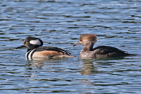 Hooded Merganser - Not the Duckiest Duck - Nature Guys