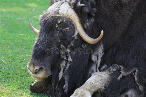 Zoo Animals in Moscow Zoo Park, Russia Stock Photo - Image of park ...