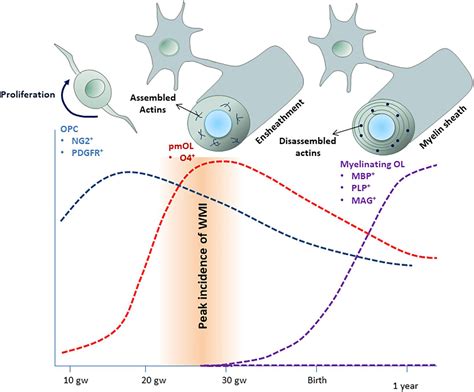 Frontiers | Oligodendrocyte Development and Implication in Perinatal White Matter Injury