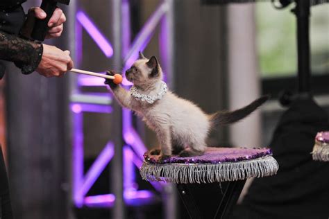 This Travelling Cat Circus Has Helped Save More Than 200 Feline Lives | HuffPost Life