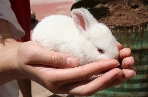 How to Care For A New Pet Rabbit