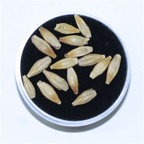 Barley – Bird Agronomics | Ohio