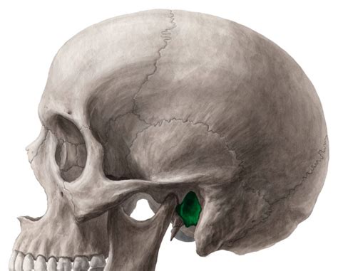 Head and Neck Anatomy: External Acoustic meatus